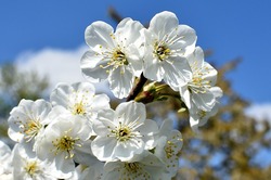 Spring Spring